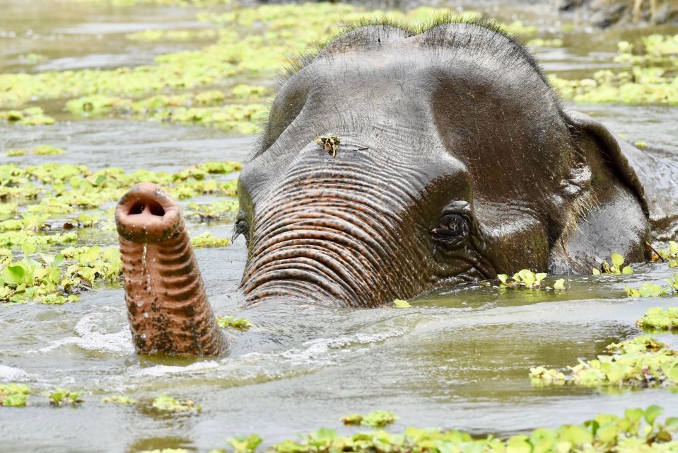 Hua Hin: Wildlife Friends Foundation Thailand Full-Day Visit - Thai Buffet Lunch and Elephant Encounter