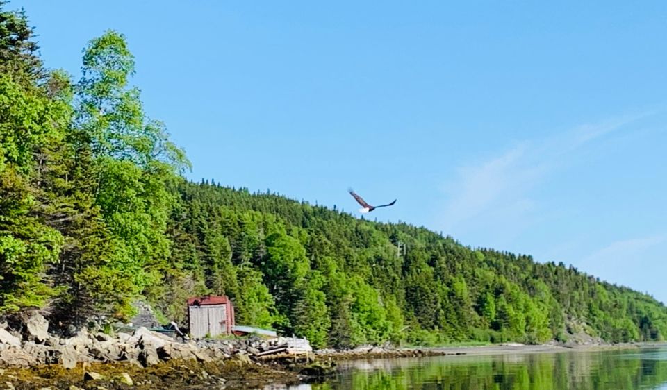 Humber Arm South: Bay of Islands Guided Kayaking Tour - Group Size and Guide