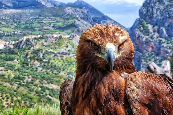 Interactive Path of Birds of Prey - Meeting and Pickup