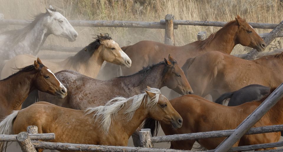 Jackson Hole: Dinner Cookout & Bridger-Teton Horseback Ride - Discovering Aspen Tree Groves Beauty