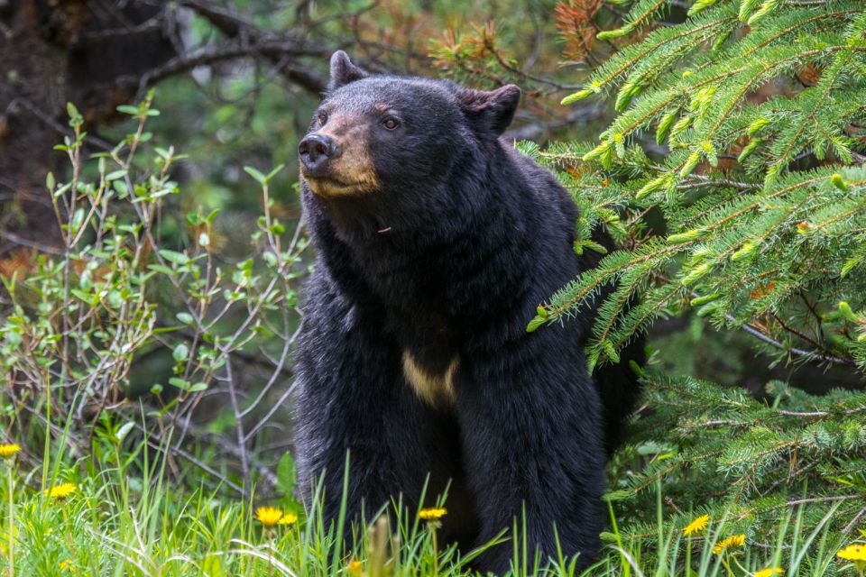 Jasper National Park: Evening or Morning Wildlife Watch Tour - Guided Tour and Commentary