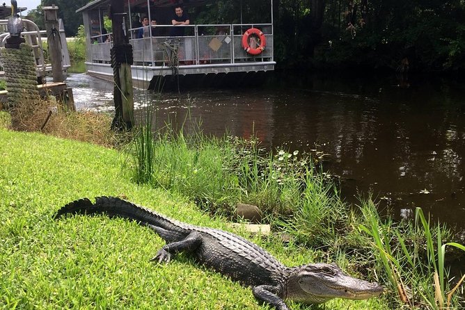 Jean Lafitte 90-Minute Swamp and Bayou Boat Tour - Meeting and Departure Points