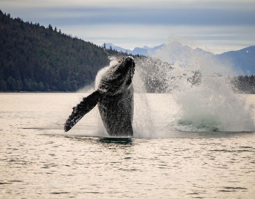 Juneau: Mendenhall Glacier Waterfall & Whale Watching Tour - Included Activities