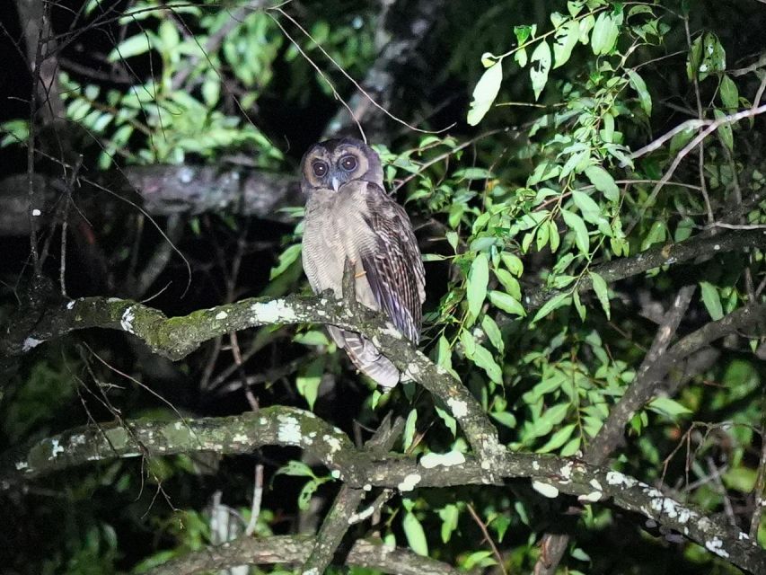 Jungle Night Tour : Finding Snakes and Night Species - Inclusions