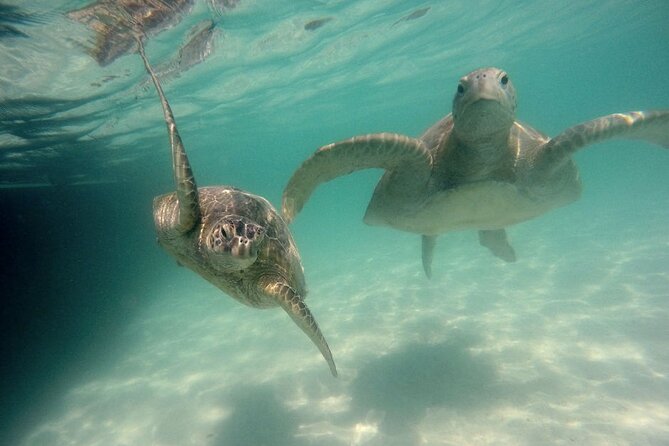 Kaneohe Sandbar Snorkeling Tour, 2nd Tour - Booking and Safety Information