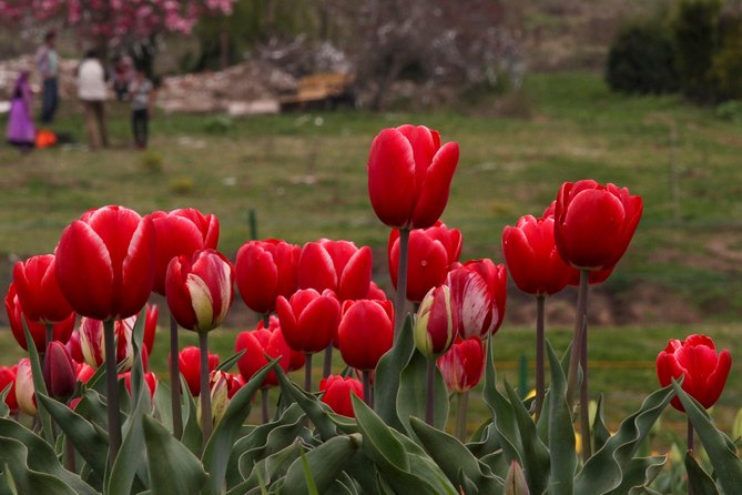 Kashmir Tulip Festival - Gulmargs Natural Beauty