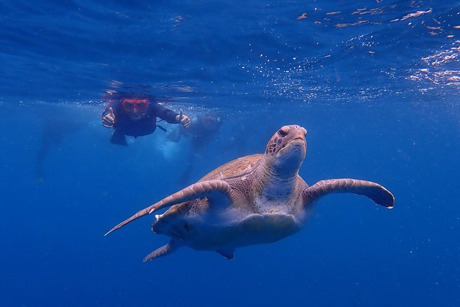 Kayaking With Dolphins and Turtles and Snorkelling in Tenerife - Chance to See Wild Dolphins