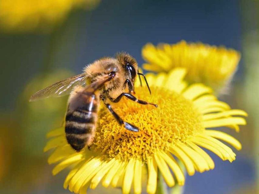 Kelowna: E-Bike Bee Tour W/ Tastings, Lunch, and Audioguide - Exquisite Wine Pairings