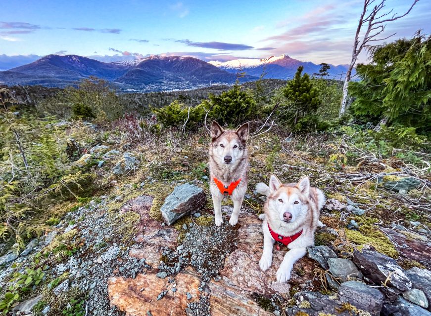 Ketchikan: Husky Walking Tour - Interacting With Alaskan Husky Guides