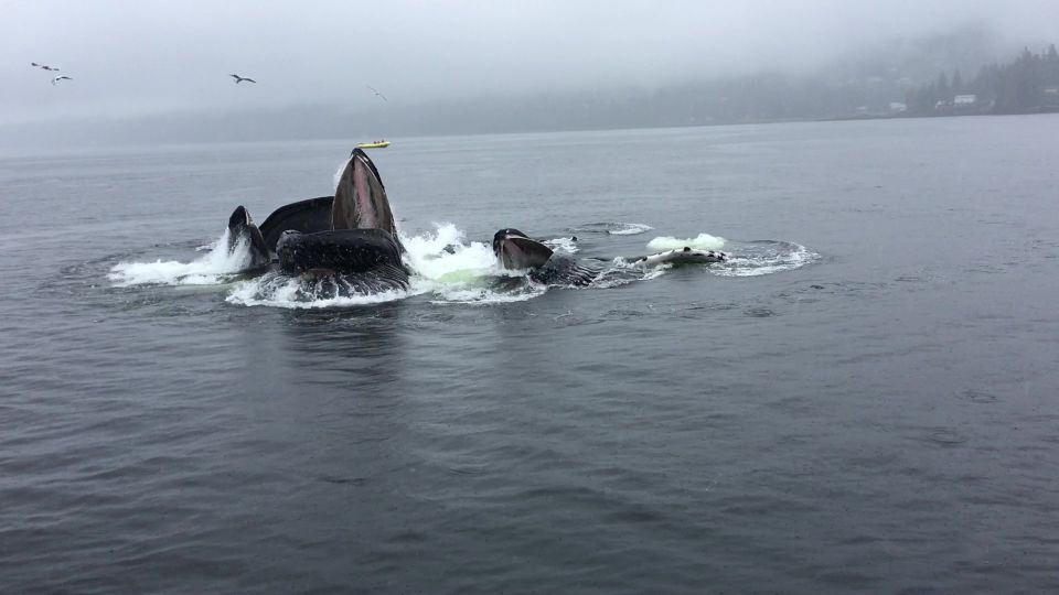 Ketchikan: Marine Wildlife and Whale Watching Boat Tour - Boat Features