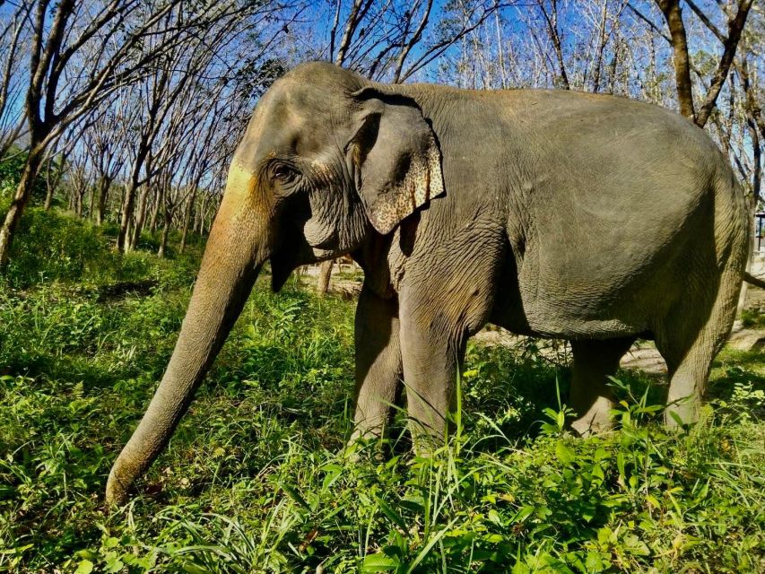 Khao Lak: Guided Walk & Feed Elephant Experience With Pickup - Daily Elephant Activities