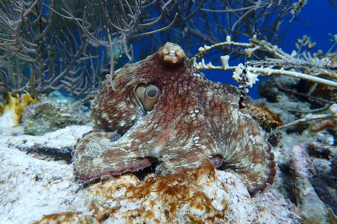 Klein Bonaire Marine Park Snorkeling Excursion - Review Highlights