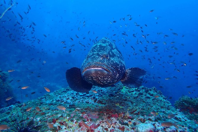 Koh Samui 2-Dive Trip to Sail Rock for Certified Divers - Included in the Tour