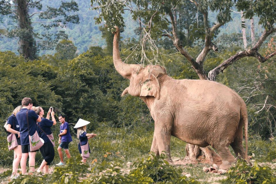 Koh Samui: Ethical Elephant Home Guided Tour With Transfers - Feeding the Elephants