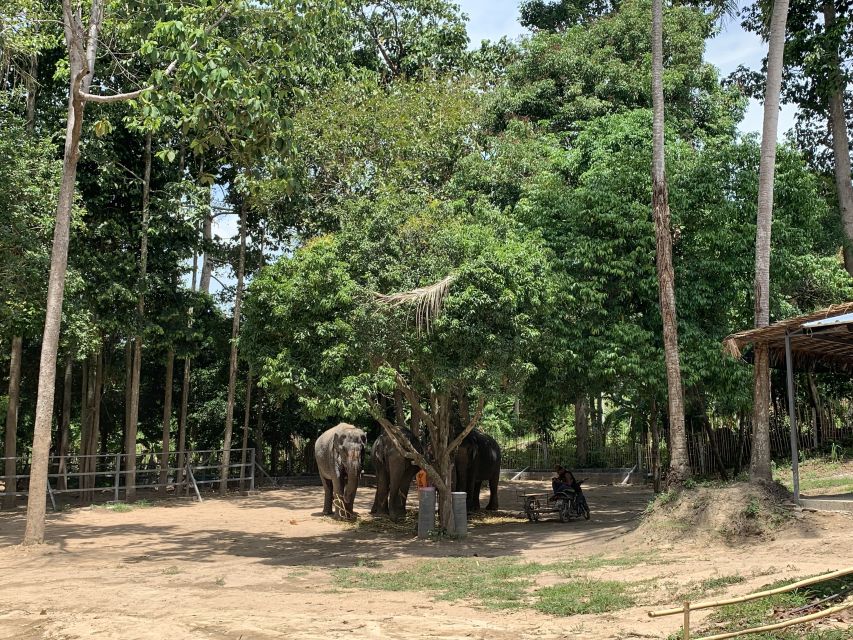 Koh Samui: Ethical Elephant Sanctuary Tour With Buffet Lunch - Important Information