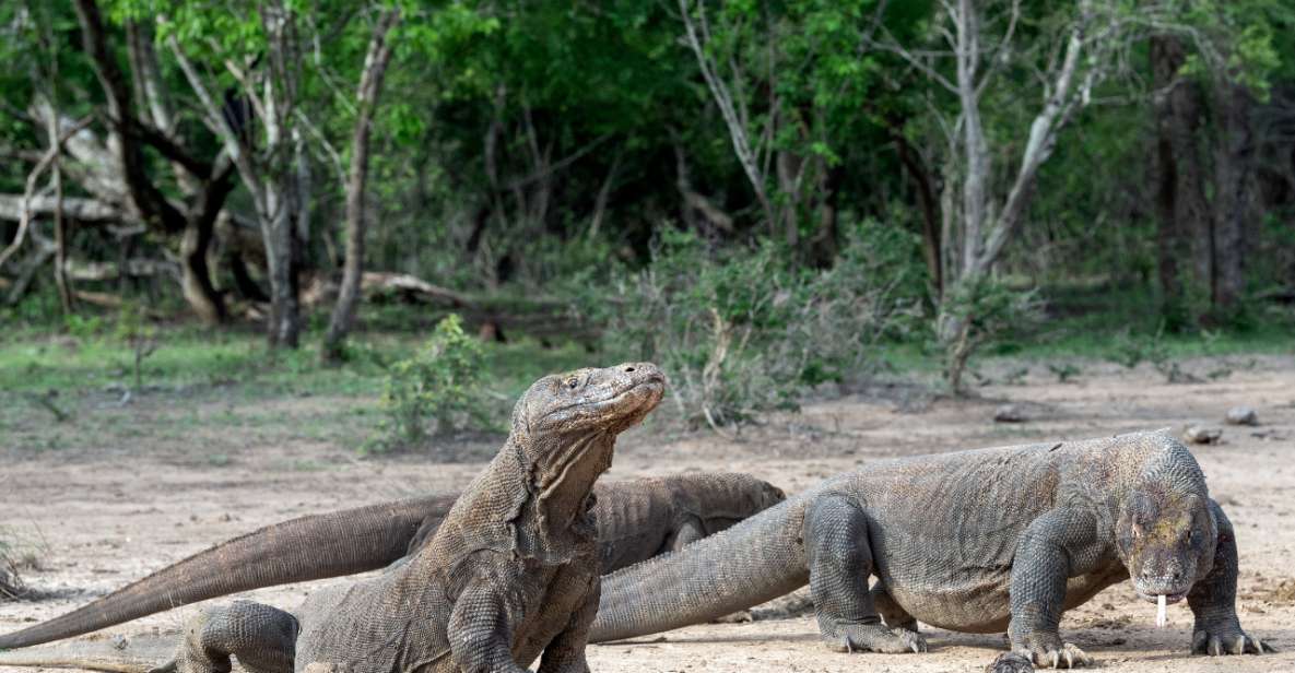 Komodo Island: 3D2N Private Speedboat, Land Tour & Hotel - Land Tour Destinations