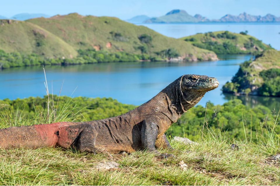 Komodo Island: Komodo Dragons & Islands Day Tour - Tour Inclusions