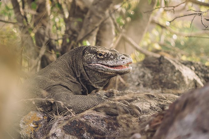 Komodo Private Tour 3DAYS 2 Night - Tour Details