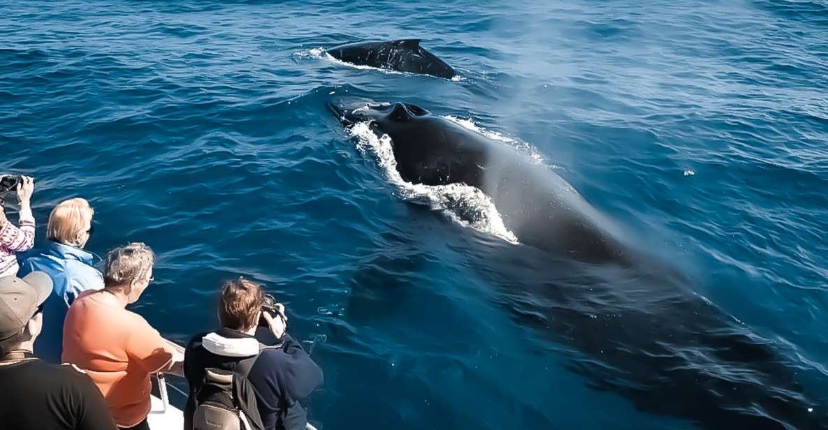 Kona: Kalaoa Midday Whale Watching Tour - Highlights