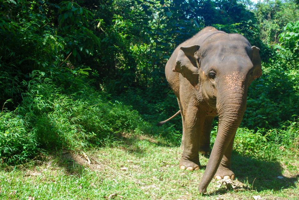 Krabi: Ethical Elephant Sanctuary Experience - Walking With the Elephants