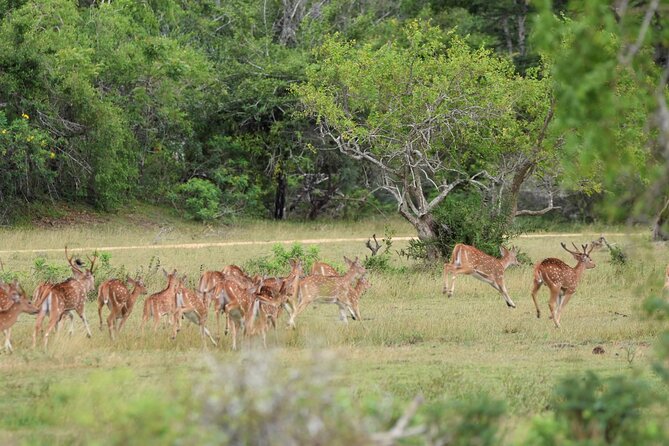 Kumana National Park Half Day Jeep Safari - Booking Process and Policies