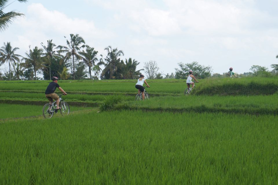 Kuta: Kintamani Culture and Nature Guided Cycling Tour - Inclusions and Benefits