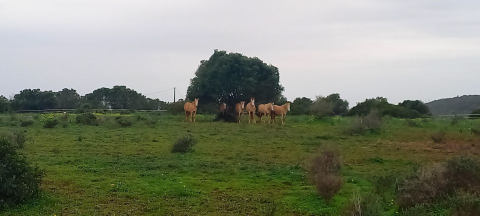 Lagos: a Walk With a Rescued Horse at the Sanctuary - Interacting With Horses