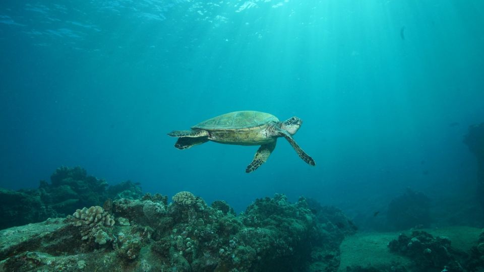 Lahaina: Discover Scuba Diving Class - Scuba Equipment Provided