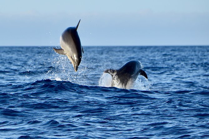 Lanzarote Sea Safari From Puerto Calero - Cancellation Policy