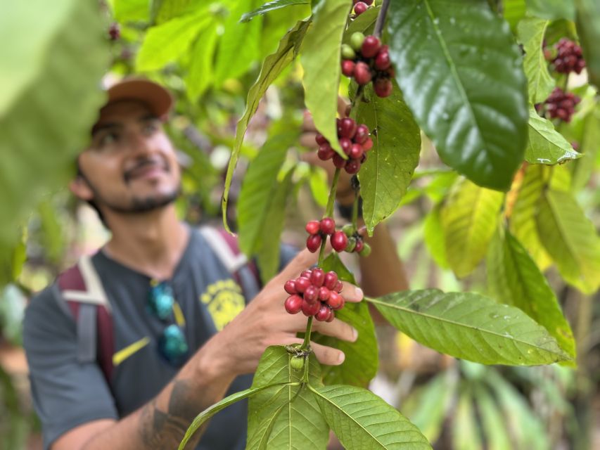 Las Terrenas: Private Coffee Trail ATV Tour in Samana - Visiting the Mountain Farm