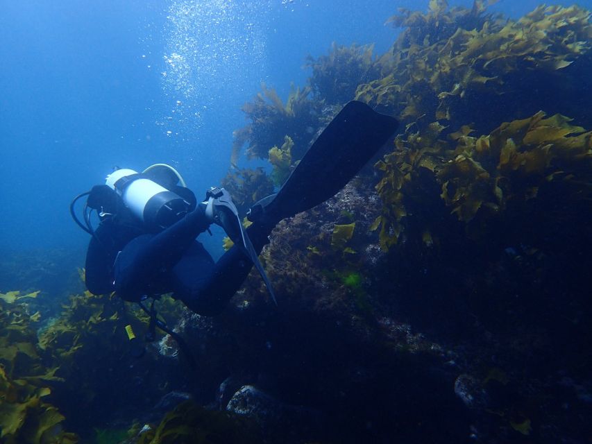 Leigh: Goat Island Guided Diving Tour for Certified Diver - Experience Description