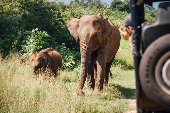 Leopard Safari Tour in Yala National Park - Cancellation Policy