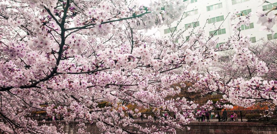 Licensed Guide Tokyo Meguro Cherry Blossom Walking Tour - Daienji Temples Significance