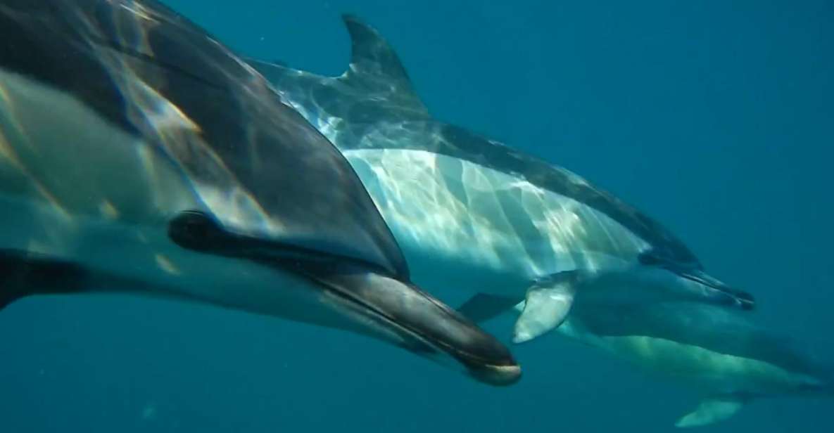 Lisbon: Dolphin Watching With Marine Biologist - Expert Marine Biologist Guidance