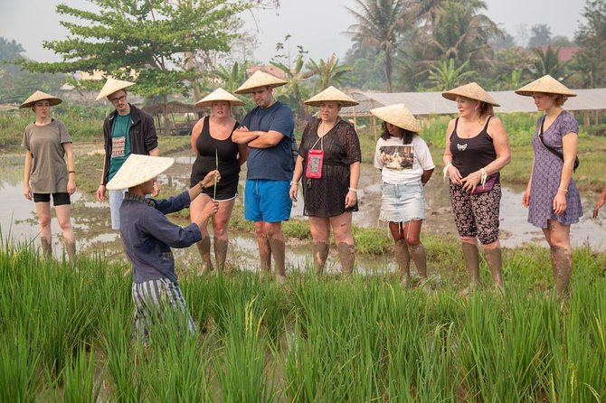 Living Land Rice Farming Experience - Cultural Insights Gained
