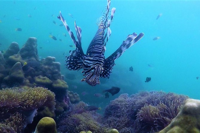 Local Reef Snorkelling and Deserted Beach - Logistics