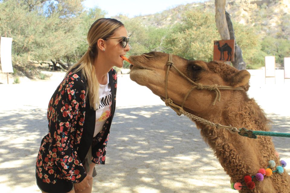 Los Cabos: Animal Sanctuary Tour - Interacting With Rescued Animals