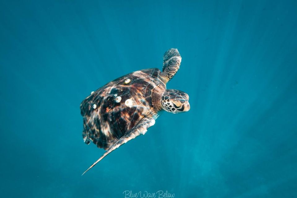 Los Cabos: Mobula and Sea Lion Combo Tour - Snorkeling With Sea Lions