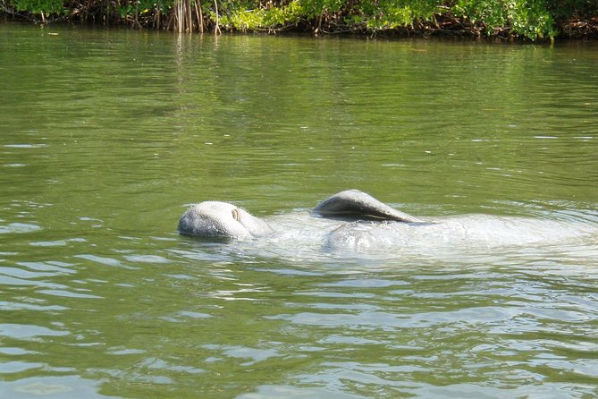 Lovers Key Guided Eco Tour-Mangrove Estuary - Frequently Asked Questions