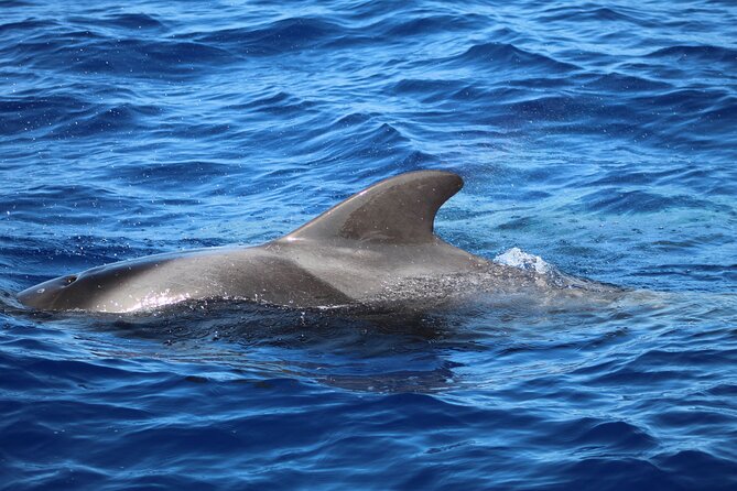 Madeira Dolphin & Whale Watching Tour - Meeting and Pickup Details