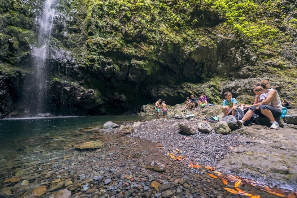 Madeira: Full-Day Laurel Forest Guided Walking Tour - Experience Description