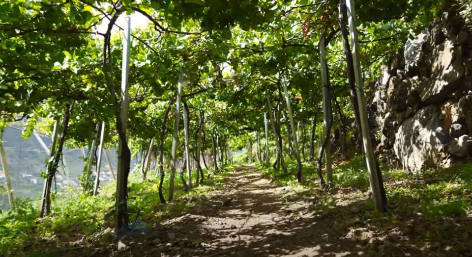 Madeira - Vineyard Tour Wine Tasting - Included - Professional Wine Experts