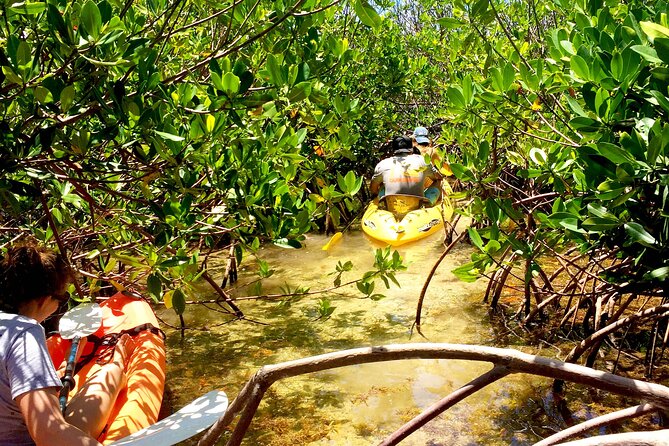 Magic Mangrove Paddle in Beef Island Lagoon - Meeting Point and Transportation