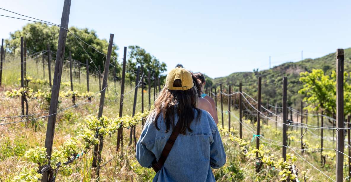 Malibu: Guided Vineyard Hike With Photo Stops and Wine - Panoramic Views and Photo Opportunities