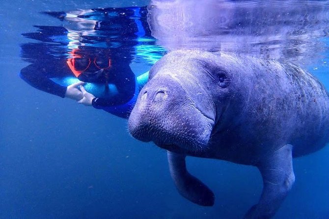 Manatee Swim Tour With in Water Photographer - Meeting Point and Logistics