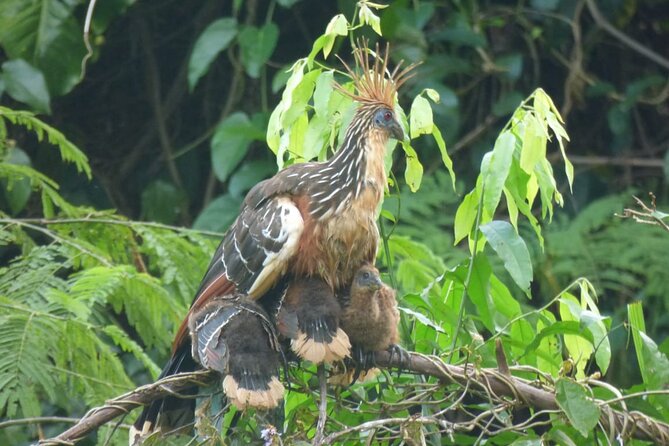 MANU 4 Days to National Park Ecological Tour - Wildlife and Nature Highlights