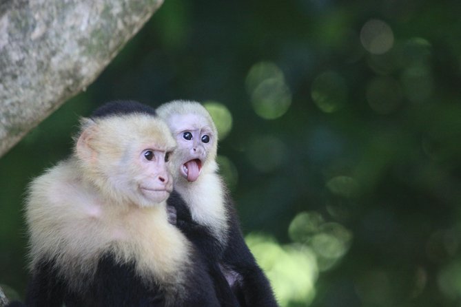 Manuel Antonio National Park Tour - Expert Guides