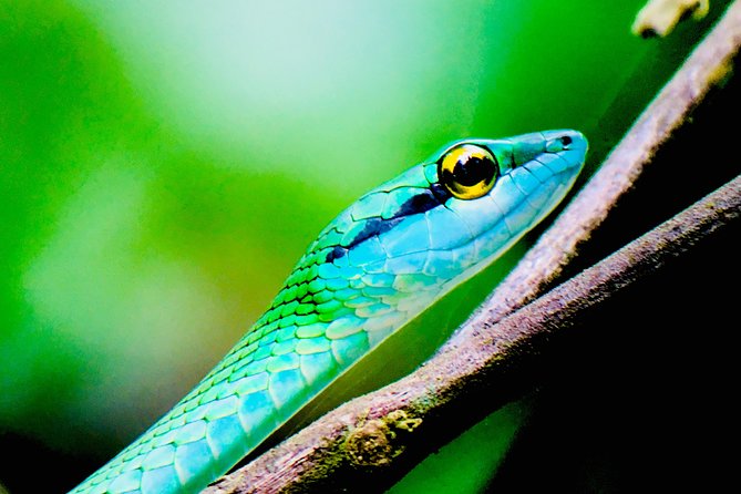 Manuel Antonio Park Tour and Its Amazing Wildlife and Beaches - Wildlife Encounters and Highlights