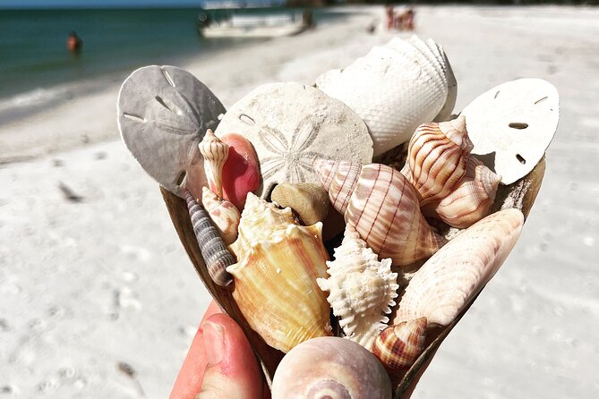 Marco Island Wildlife Sightseeing and Shelling Tour - Additional Information