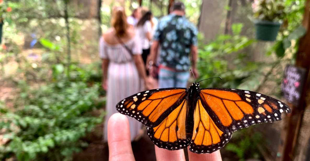 Maui: Interactive Butterfly Farm Entrance Ticket - Tour Duration and Group Size